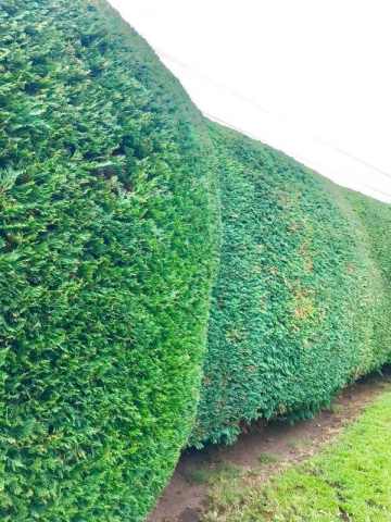 Hedge Work