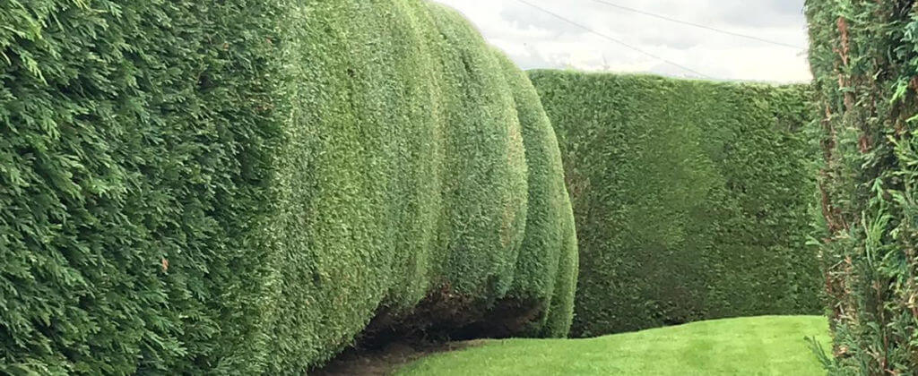 Trimming and Hedge Work