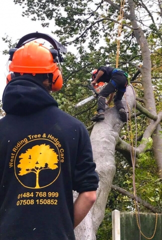 Tree Services