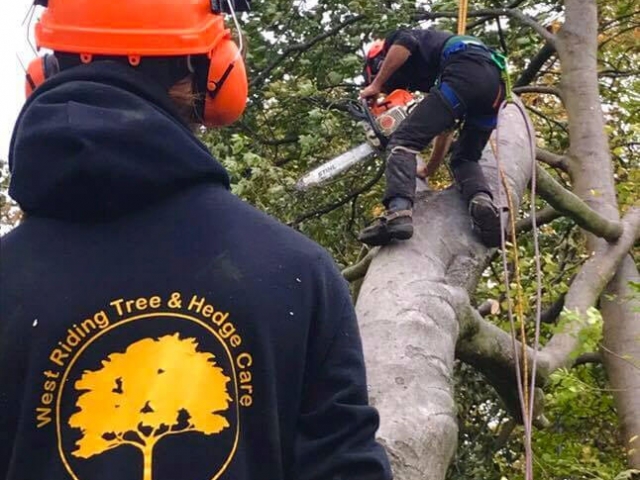 Tree Services